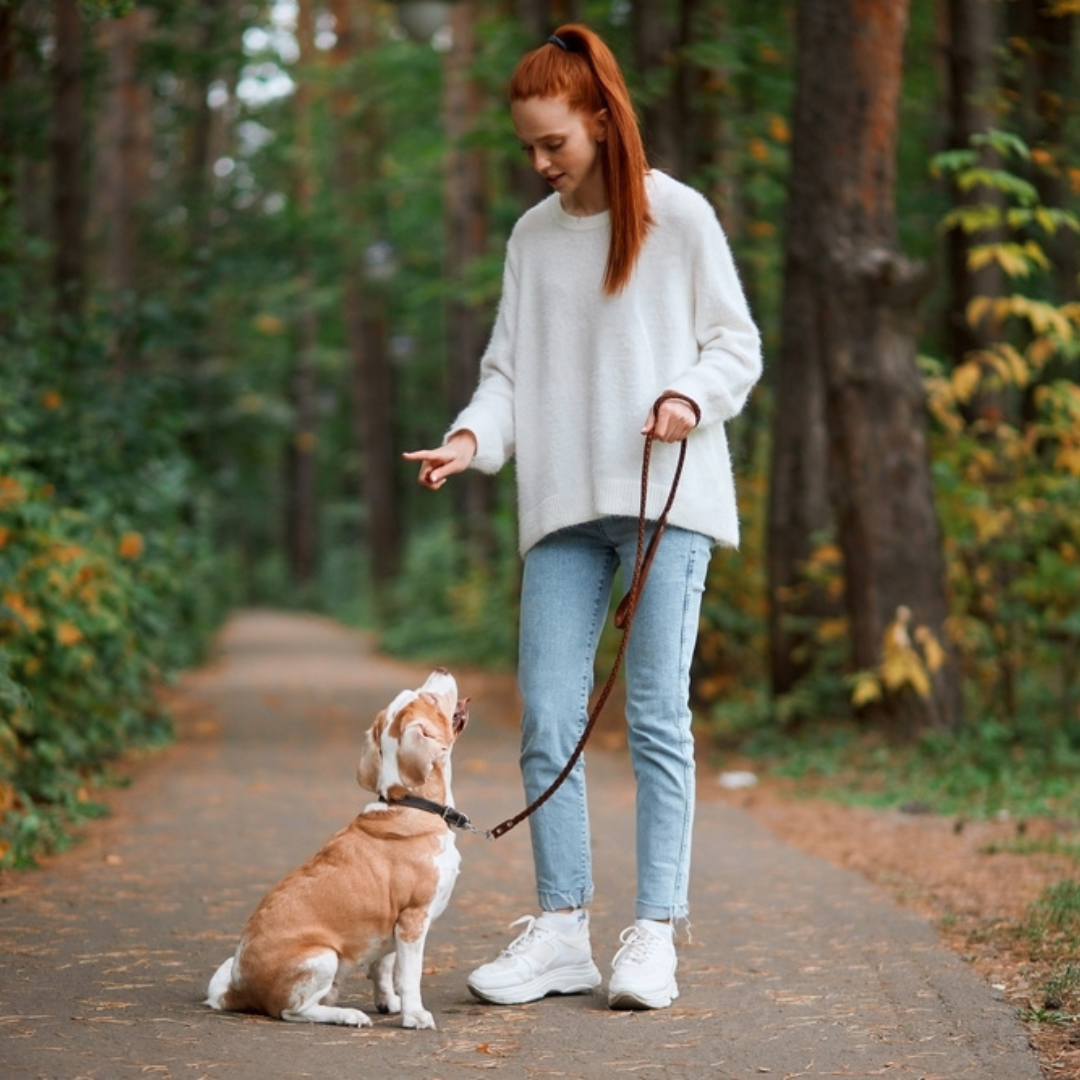 Cours individuel d'éducation canine 