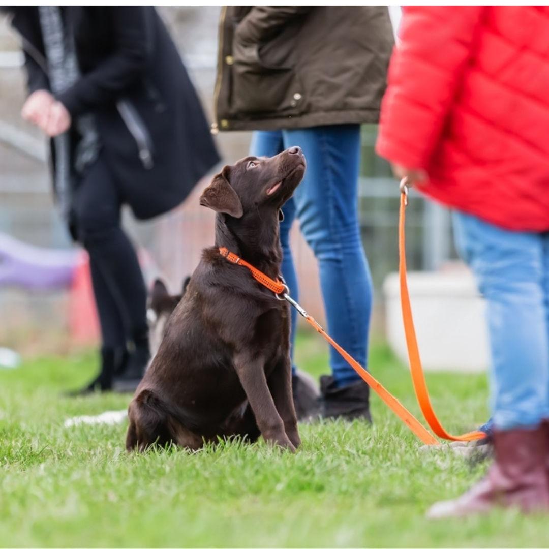 Cours en groupe d'éducation canine 