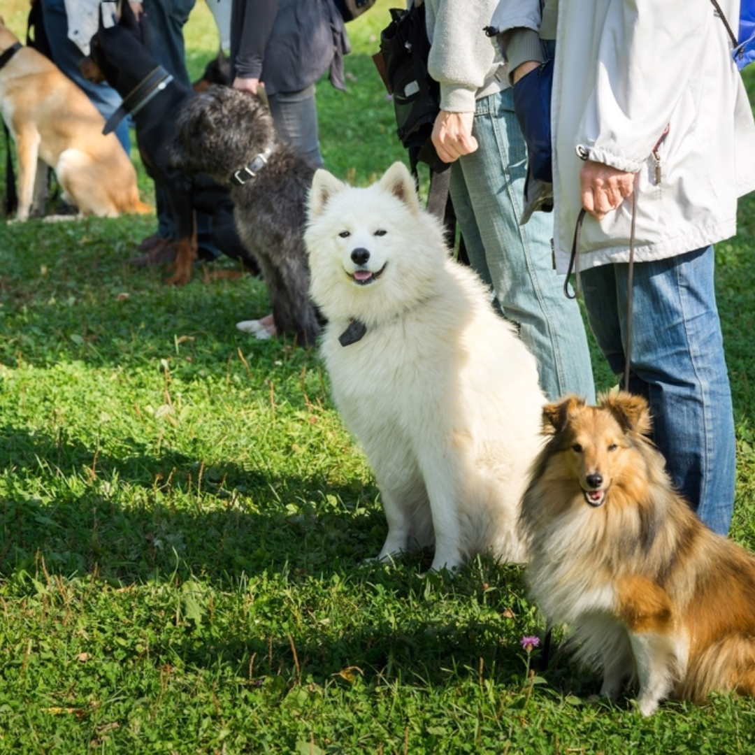 Promenade canine éducative 