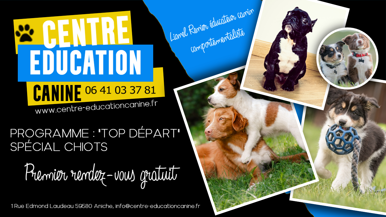 Éducation canine chiot, éducation chiot propreté, éducation positive chiot,  conseil éducation chiot, bien dresser son chiot, éducation chiot tarif,  éducation chiot à petit prix, dressage chiot tarif, éducation chiot à domicile,  problème avec votre chiot, âge éducation chiot, base éducation chiot.  