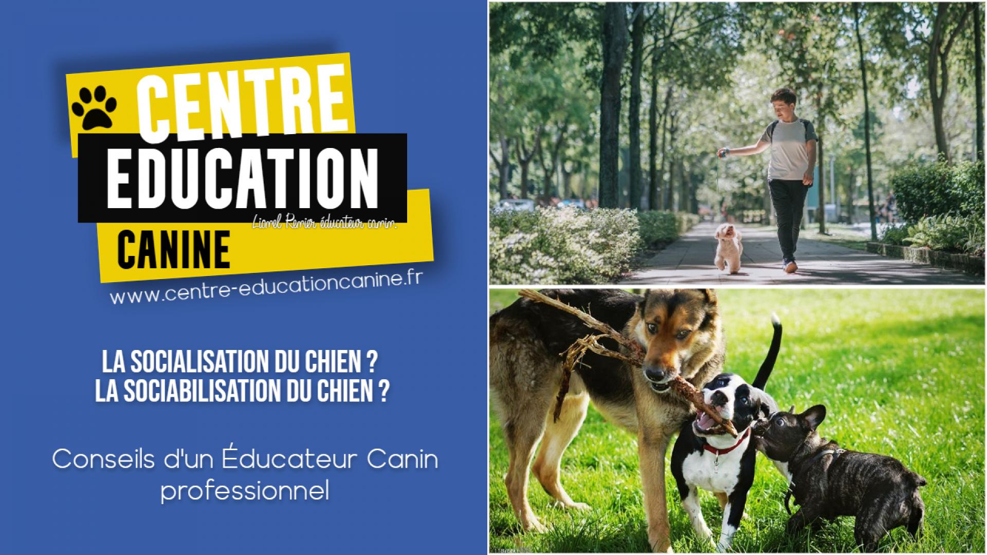 La socialisation du chien ? La sociabilisation du chien